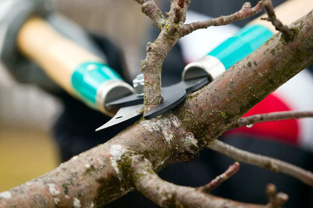 Emergency Tree Removal - Duluth, GA - Timberline Expert Tree Service