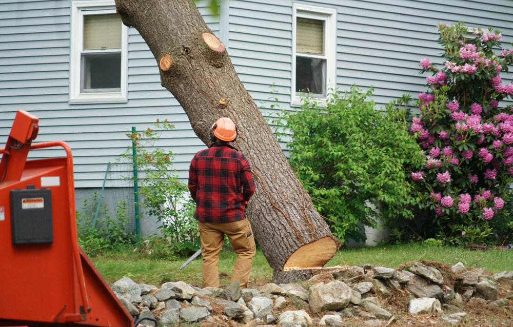 Tree Stump Removal Miami, Broward, Palm Beach