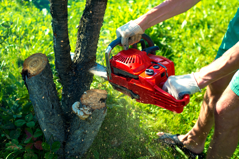 Tree Trimming Pembroke Pines FL - Tree Pruning Pembroke Pines FL