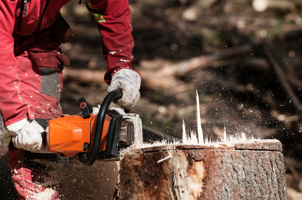 Tree Service and Tree Removal, Pembroke Pines, FL